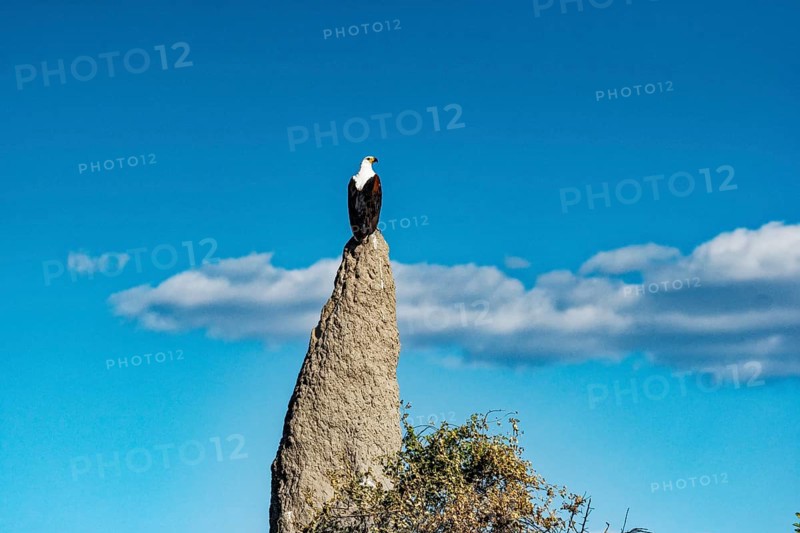 African Fish Eagle