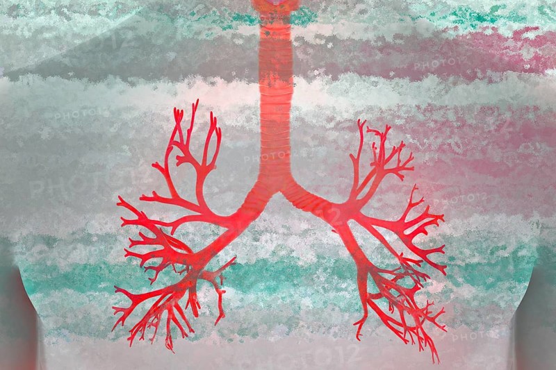 The lung is a paired organ that serves respiration. It takes in oxygen from the air we breathe and removes carbon dioxide as an end product of body metabolism. Real lungs are found in humans and in many vertebrate species