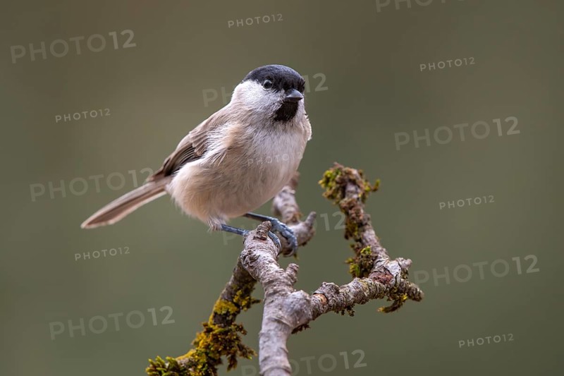 Marsh Tit