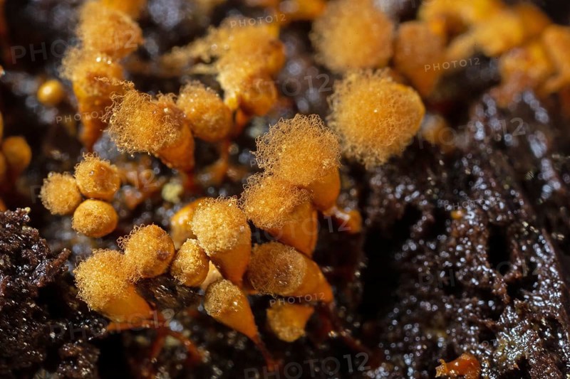 Yellow false hairy mushroom several fruiting bodies with fuzzy stalked yellowish heads next to each other on tree trunk