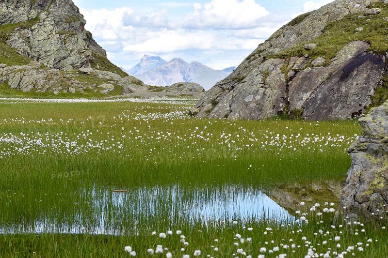 Lake with lots of cottongrass