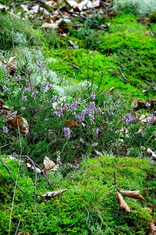 Kellerwald-Edersee National Park in late summer
