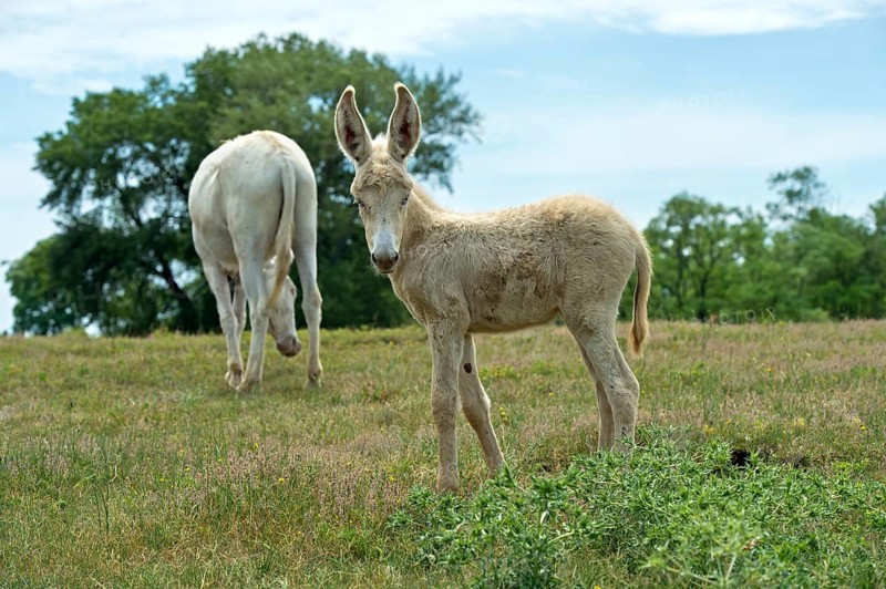 Mare with foal of the Austro-Hungarian White Baroque Donkey