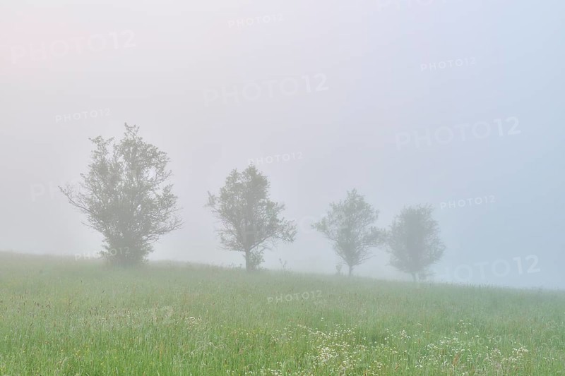 Meadow