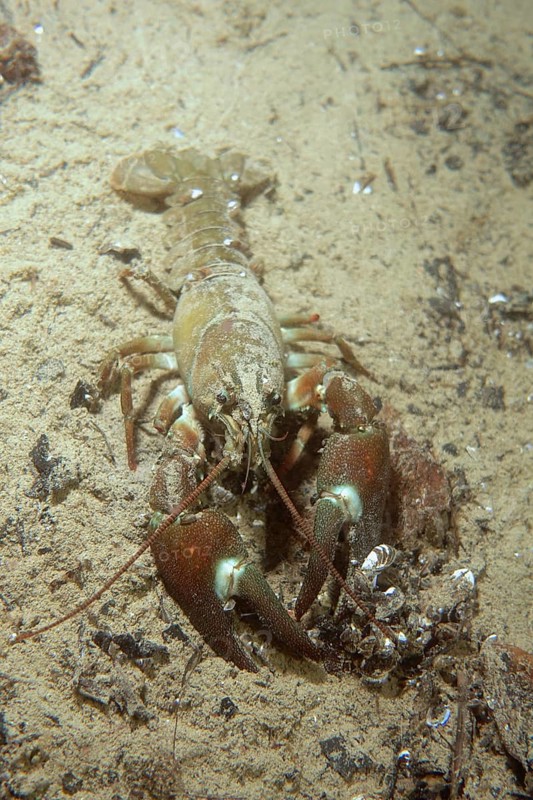 Signal crayfish