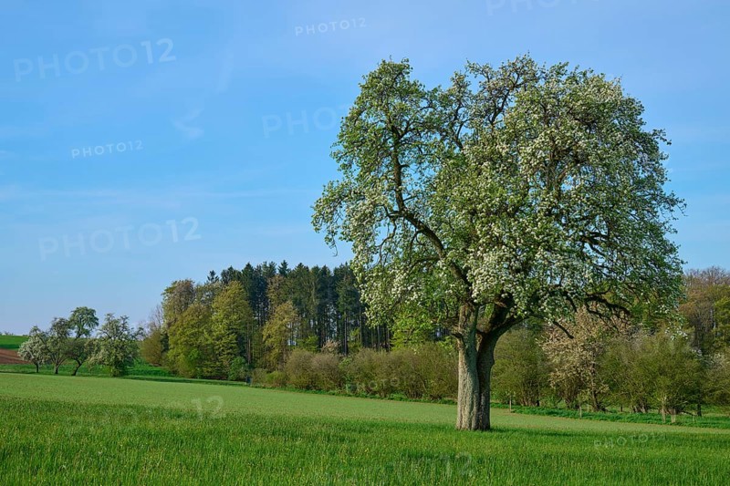 Pear tree