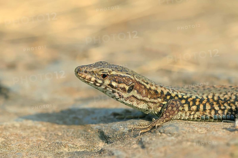 Common wall lizard