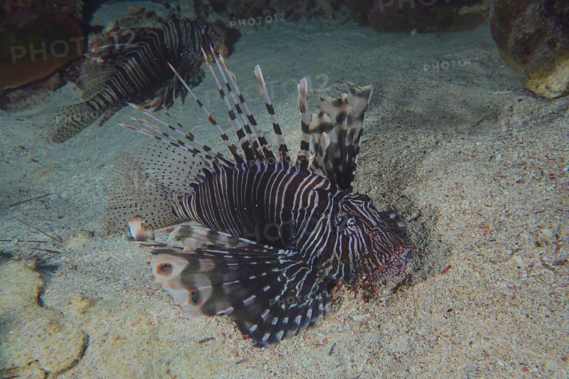Common lionfish