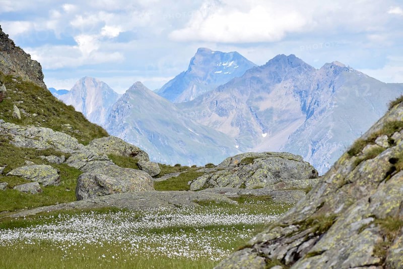 Lake with lots of cottongrass