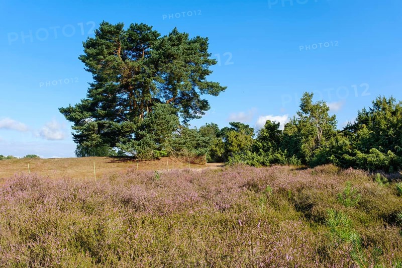 Blooming heathland