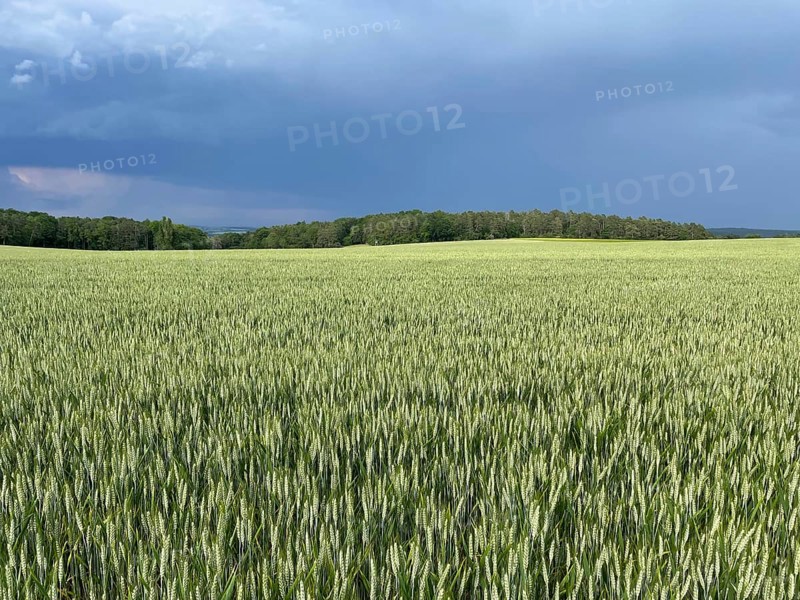 Durum wheat