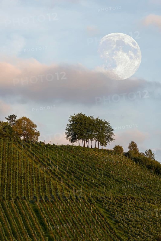 Vineyard with cherry trees in the evening