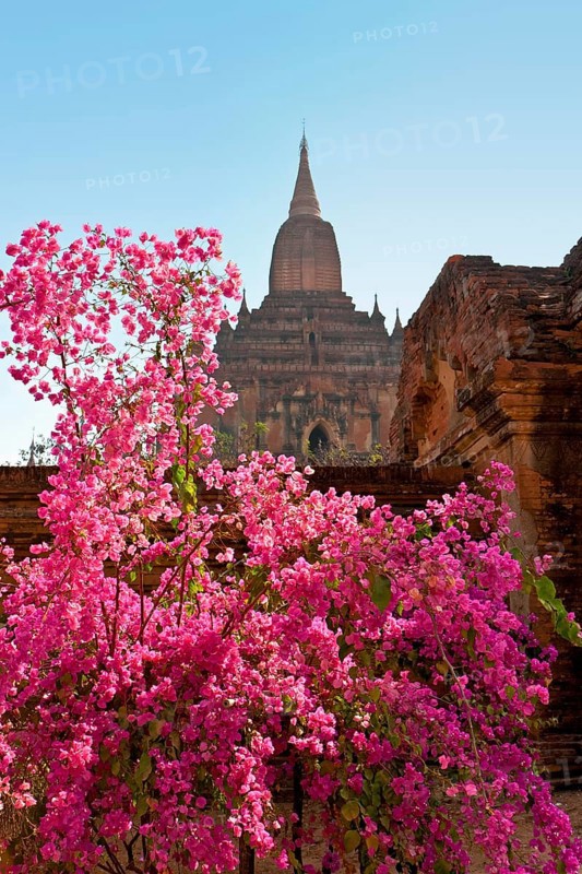 Red flowers in front of pagoda