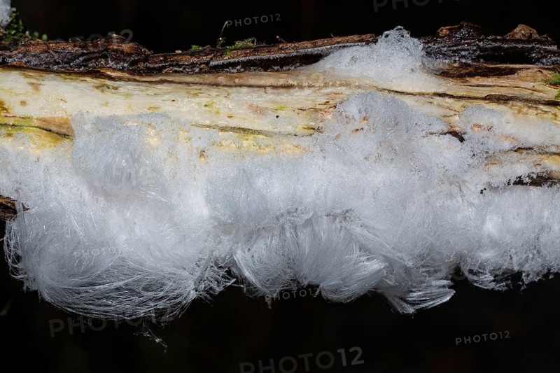 Hair ice fruiting bodies white wavy ice needles on tree trunk