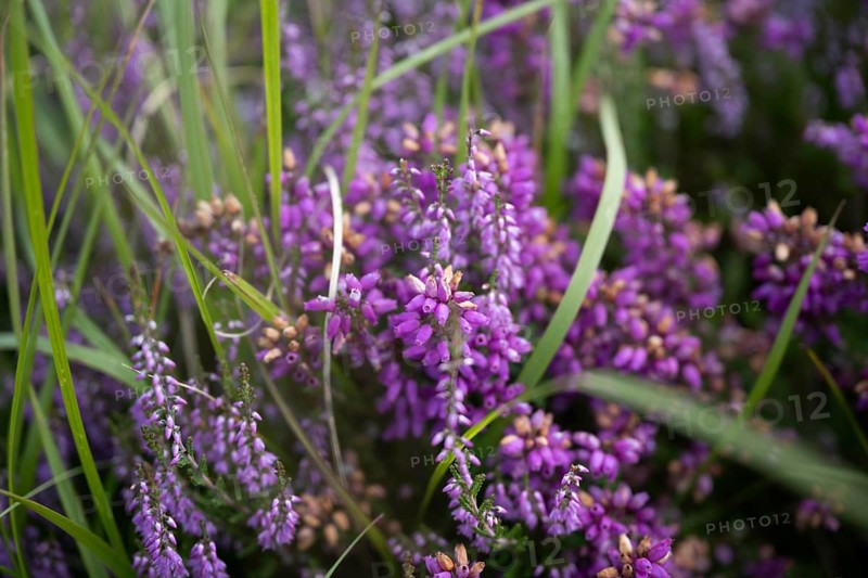 Flowering heather