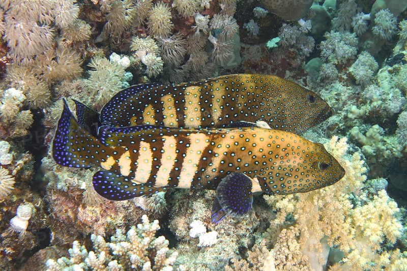 Pair of bluespotted grouper