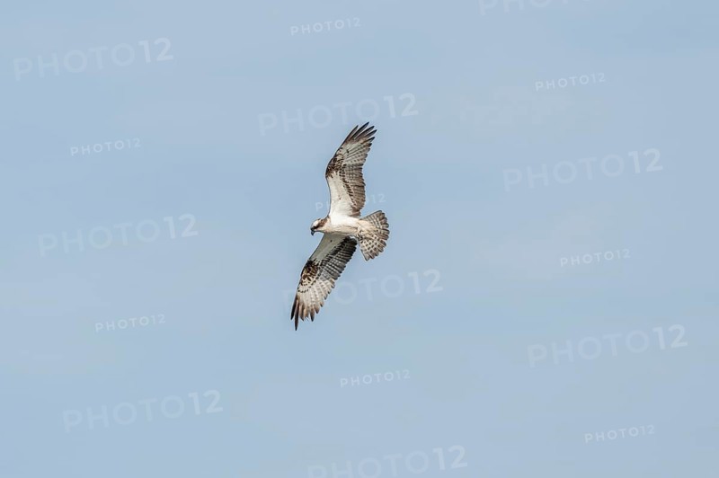 Western osprey