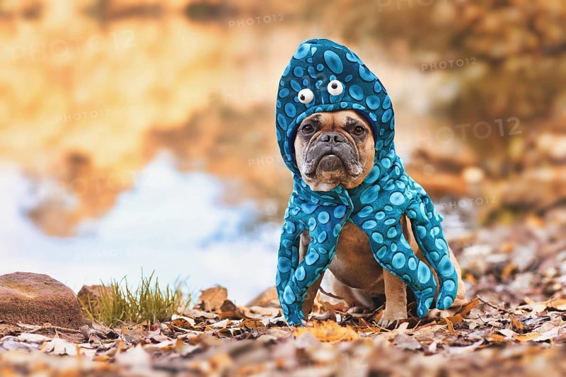 Funny Halloween dog costume. Cute French Bulldog wearing octopus suit with eyes and tentacle arms