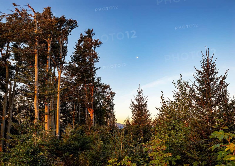 Group of trees in the morning with full moon