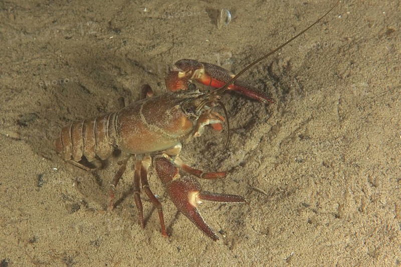 Signal crayfish