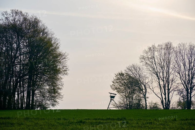 Meadow landscape
