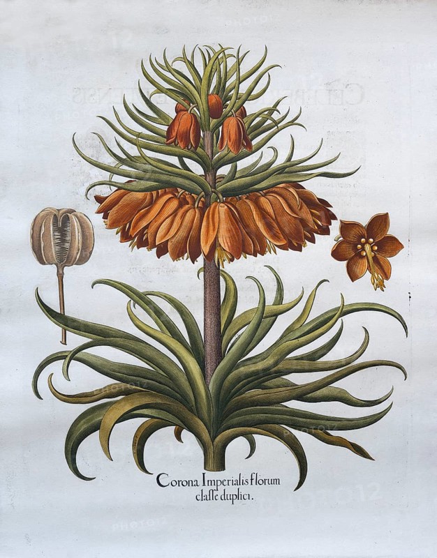 Kaiser's crown