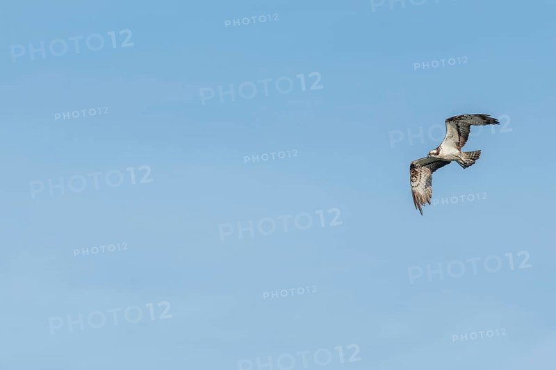 Western osprey
