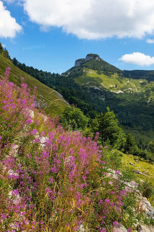 Willowherb