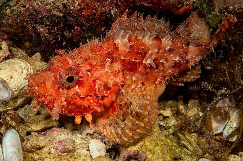 Close-up of red large scorpionfish