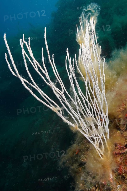 White gorgonian