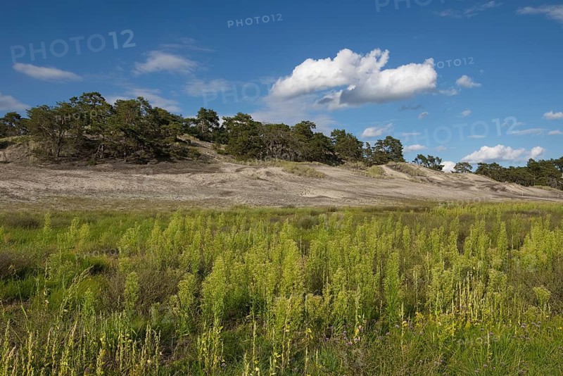 Inland dune near Klein Schmoelen