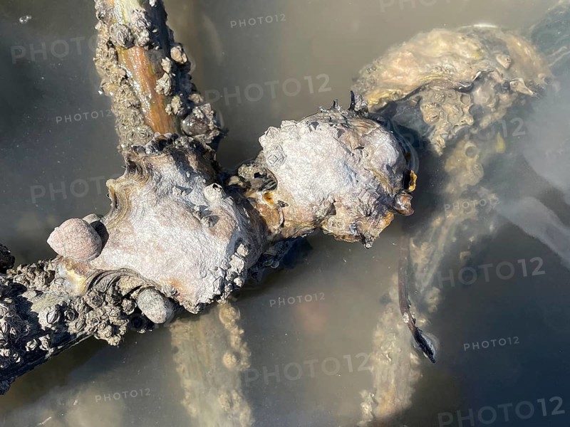 Pacific oyster