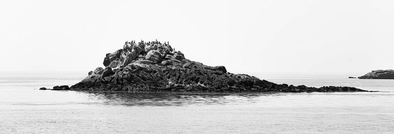 Great cormorant