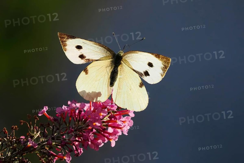 Cabbage butterfly