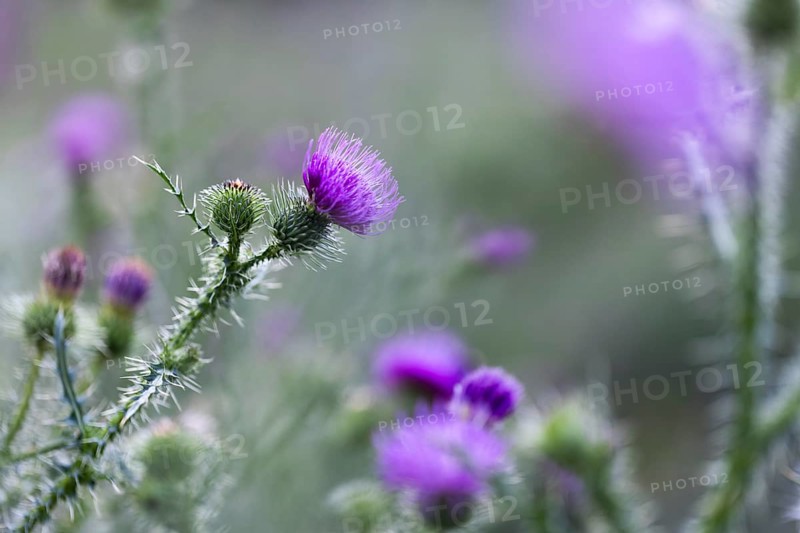 Flowering thistle