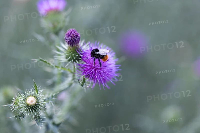 Bumblebee