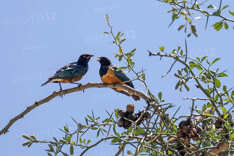 Superb starling