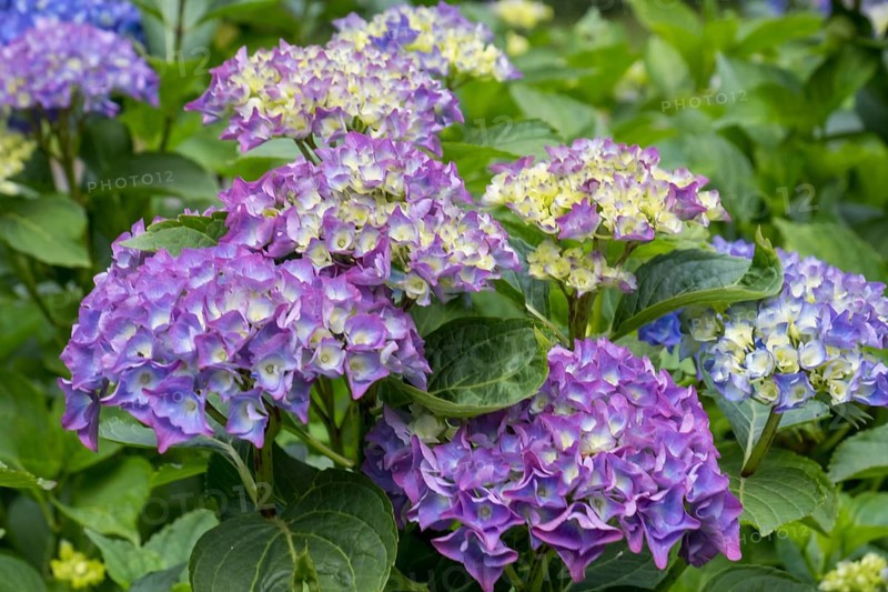 Hydrangea bush