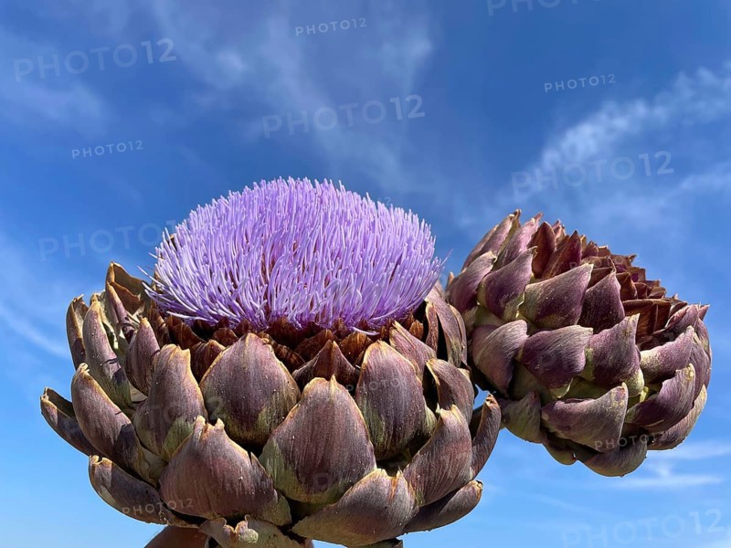 Artichoke