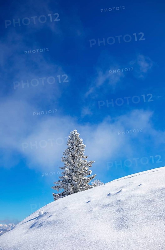 Winter landscape at the Zwoelferhorn with deep snow-covered conifer
