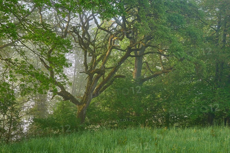 Wood