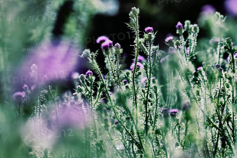Flowering thistle