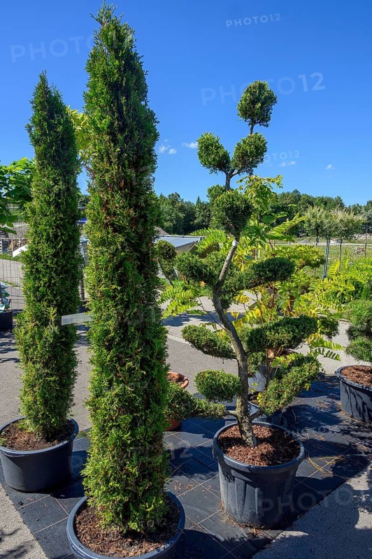 Arborvitaes