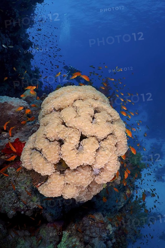 Bubble coral