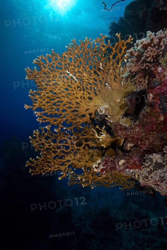 Net fire coral