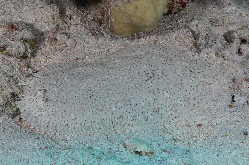Well camouflaged finless sole