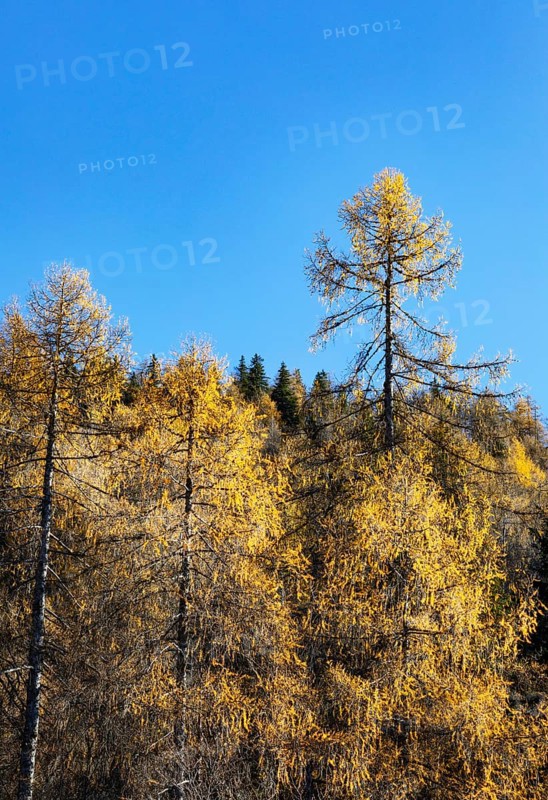 Autumnal yellow lark forest on the Genneralm