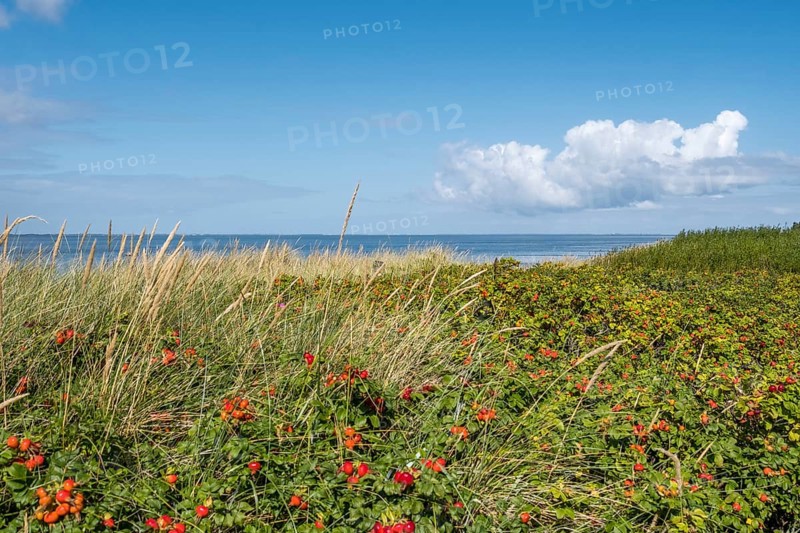 Dune vegetation