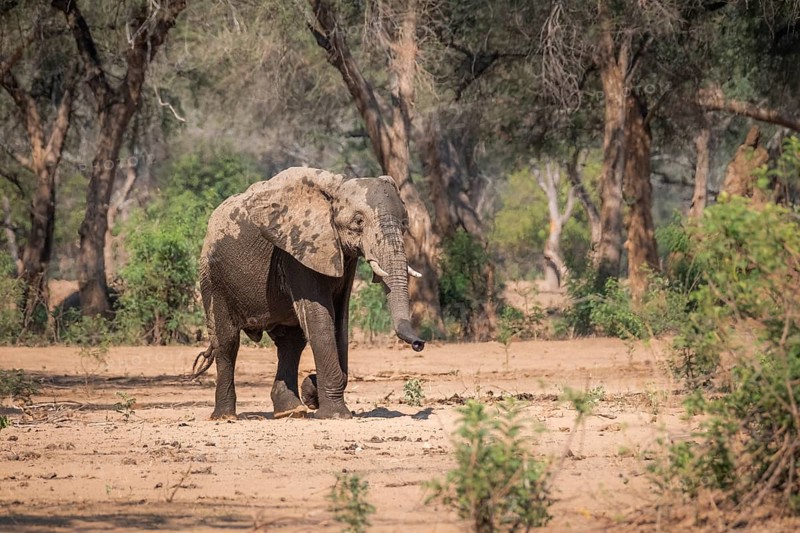 Elephant