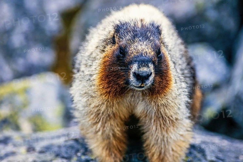 Close up at an Hoary marmot